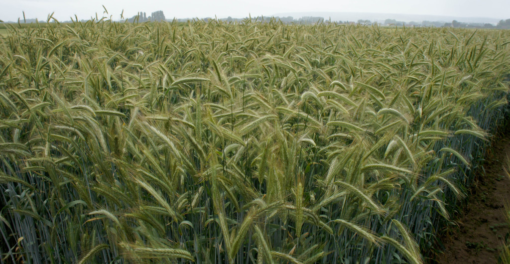 Le Seigle se distingue nettement du blé : cette céréale rustique produit des plants plus hauts et vigoureux.